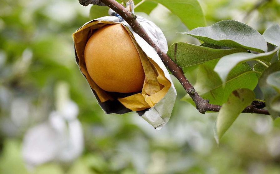 New Season Fresh Pear Harvest Underway