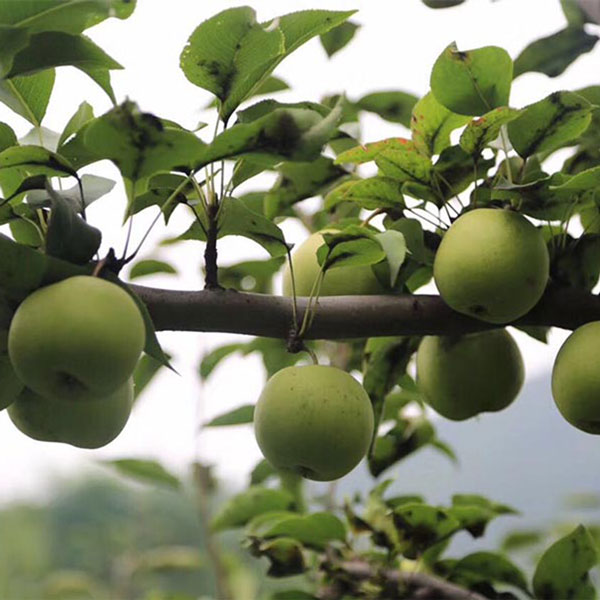 Green Jewellery Pear