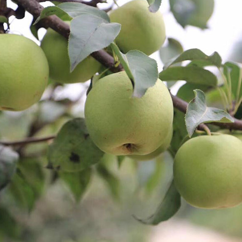 Green Jewellery Pear