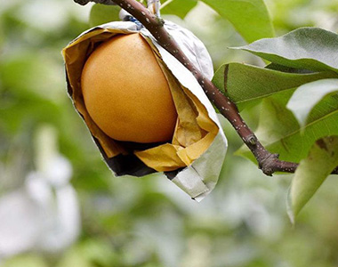 New Season Fresh Pear Harvest Underway